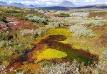 Ny veileder for kommunene – planlegging av markaområder