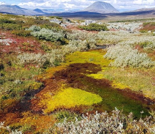 Ny veileder for kommunene – planlegging av markaområder