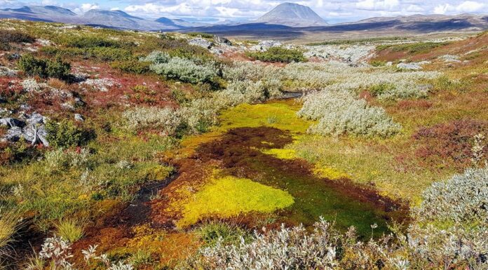 Ny veileder for kommunene – planlegging av markaområder