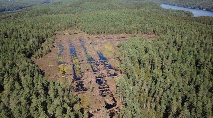 Restaurerer myr for naturmangfold og klima