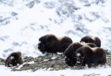 Mer moskus på Dovre i vinter