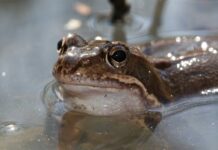 Ønsker hjelp til å samle inn døde frosker og padder!