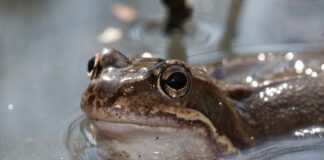 Ønsker hjelp til å samle inn døde frosker og padder!