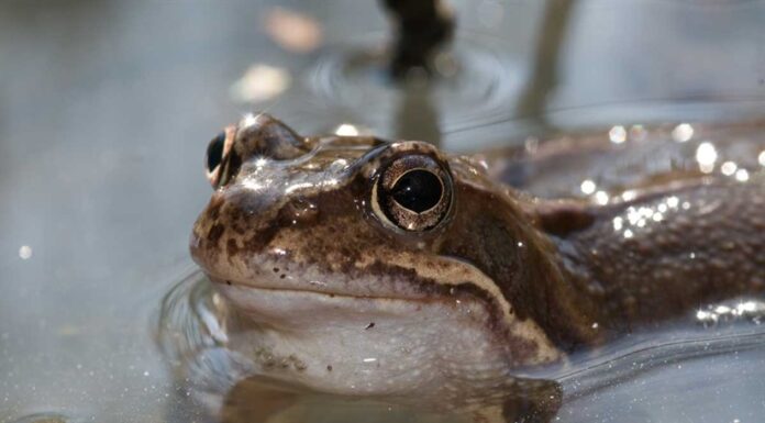 Ønsker hjelp til å samle inn døde frosker og padder!