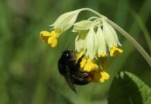 NINA trenger hjelp til å samle data om marianøkleblom!