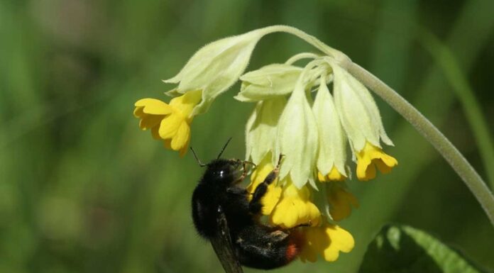 NINA trenger hjelp til å samle data om marianøkleblom!