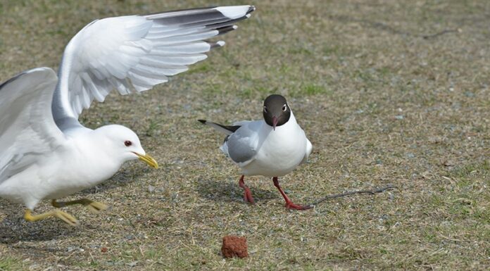 Mating skaper måkebråk