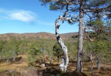 Revisjon av verneforskriften for Øvre Forra naturreservat