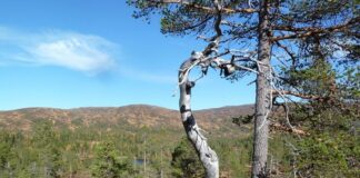 Revisjon av verneforskriften for Øvre Forra naturreservat