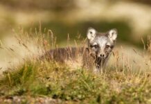 Sett fjellrev? Meld fra om fjellrevobservasjoner!