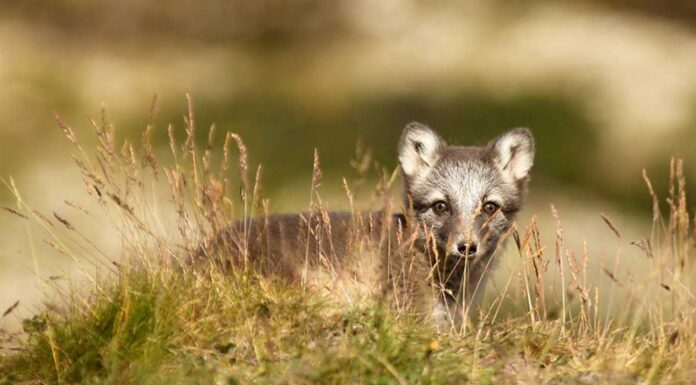 Sett fjellrev? Meld fra om fjellrevobservasjoner!