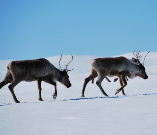 Vis hensyn til tamreinen