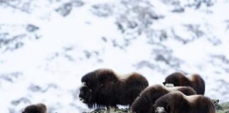 Stabil moskusbestand på Dovre