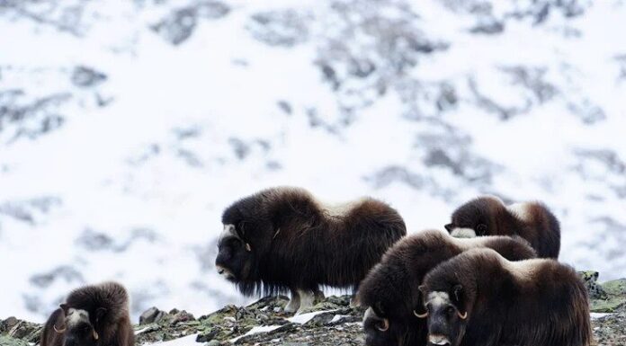 Stabil moskusbestand på Dovre