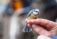 Mange ønsker å hjelpe ville dyr