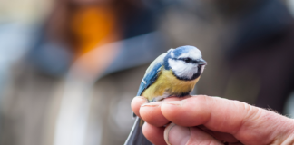 Mange ønsker å hjelpe ville dyr