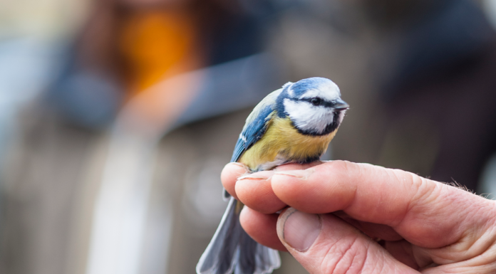 Mange ønsker å hjelpe ville dyr