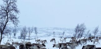 Ta hensyn hvis du møter rein