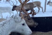 Takk for at du tar hensyn til rein i påska og videre utover våren
