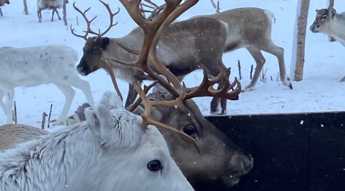 Takk for at du tar hensyn til rein i påska og videre utover våren