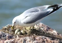 Sjekk kor fuglane skal få hekke i fred