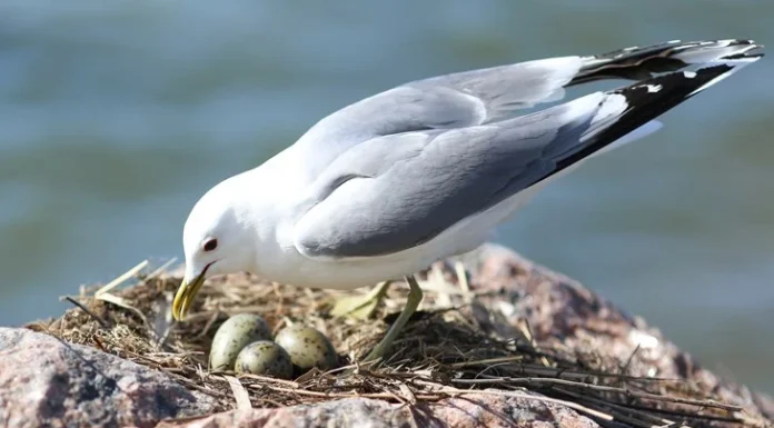 Sjekk kor fuglane skal få hekke i fred