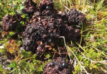 Bli med på overvåkingen av brunbjørn! På sensommeren og høsten inneholder bjørneskit ofte mye bær og lukter ikke ille. Foto: Jonas Kindberg/Rovdata