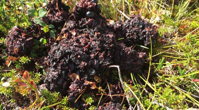 Bli med på overvåkingen av brunbjørn! På sensommeren og høsten inneholder bjørneskit ofte mye bær og lukter ikke ille. Foto: Jonas Kindberg/Rovdata