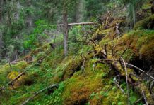 Verner 12 skogområder i fem fylker