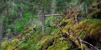 Verner 12 skogområder i fem fylker