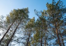 Skal undersøke folks forhold til skogen