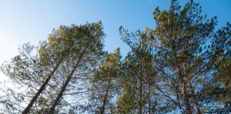 Skal undersøke folks forhold til skogen