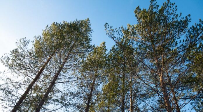 Skal undersøke folks forhold til skogen
