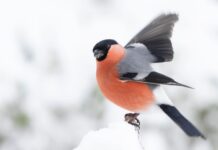 Bli med på Hagefugltellingen og bidra i folkeforskning