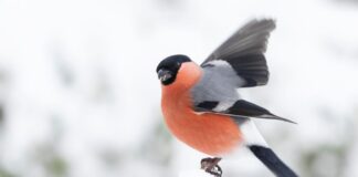 Bli med på Hagefugltellingen og bidra i folkeforskning