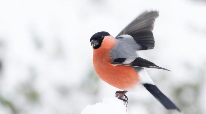 Bli med på Hagefugltellingen og bidra i folkeforskning