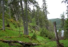 Nå kommer kart over naturskogen