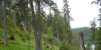 Nå kommer kart over naturskogen