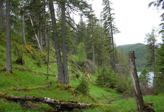 Nå kommer kart over naturskogen