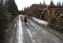 Mindre friluftsaktivitet etter flatehogst – særlig nær byer