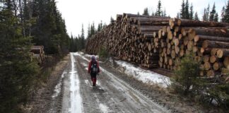 Mindre friluftsaktivitet etter flatehogst – særlig nær byer