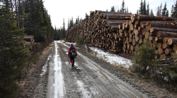 Mindre friluftsaktivitet etter flatehogst – særlig nær byer