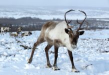Ta hensyn til reinen i påskefjellet – et ansvar for alle friluftsfolk Rein reindeer pixabay