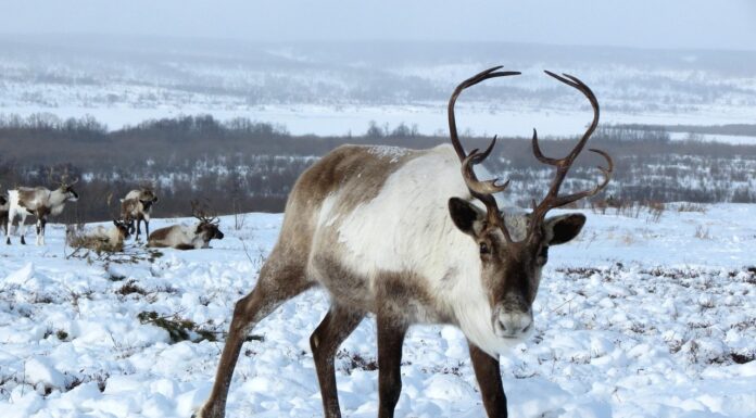 Ta hensyn til reinen i påskefjellet – et ansvar for alle friluftsfolk Rein reindeer pixabay