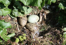 Husk regler for sanking av måkeegg måsegg