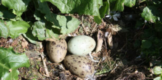 Husk regler for sanking av måkeegg måsegg