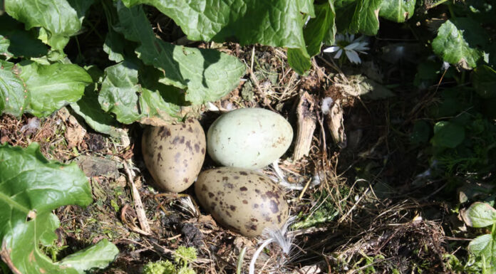 Husk regler for sanking av måkeegg måsegg