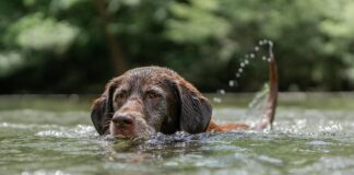 Slik får du hunden til å bli glad i vann hund som svømmer