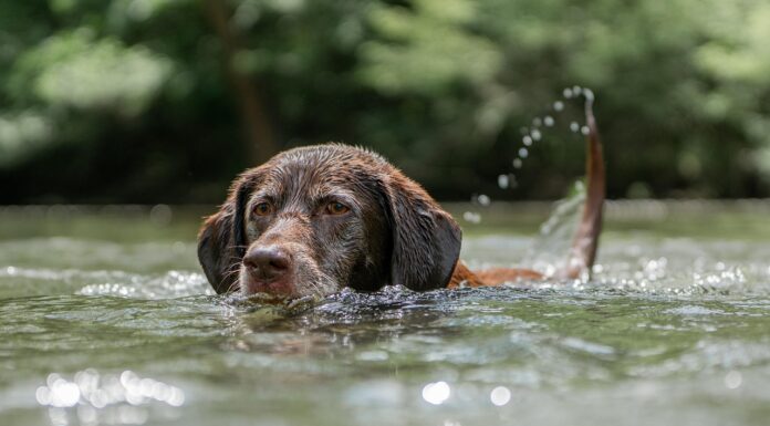 Slik får du hunden til å bli glad i vann hund som svømmer