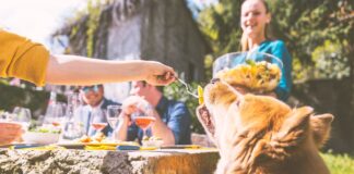 Ikke la hunden bli med på grillfesten
